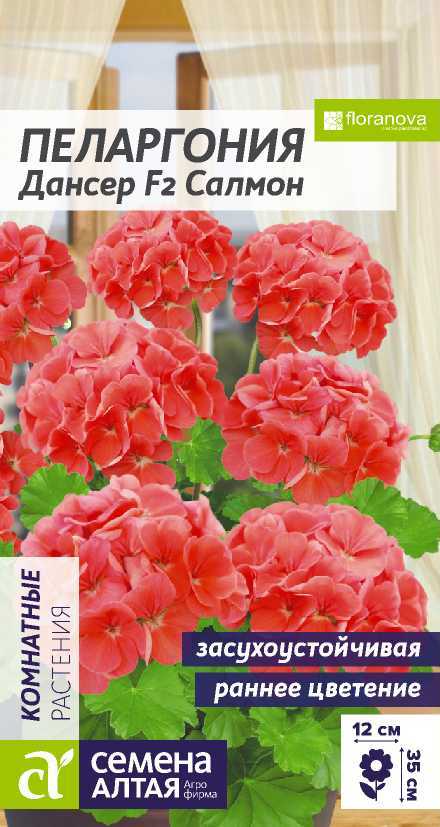 pelargoniya-salmon