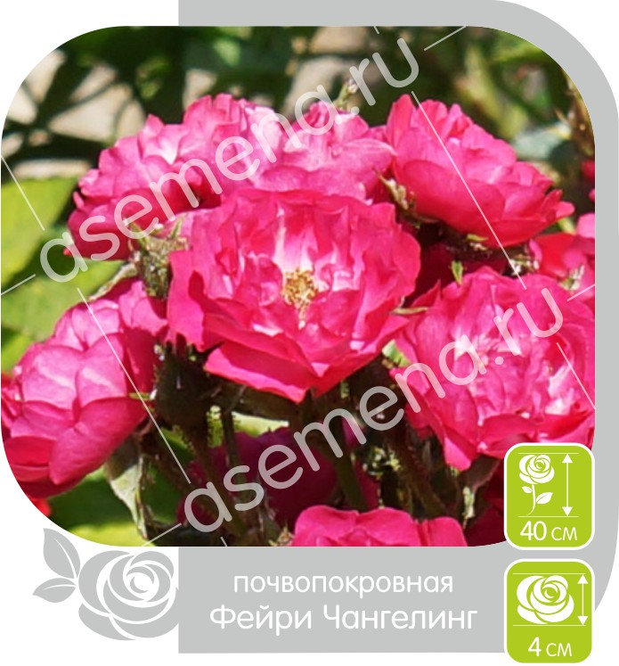 Фейри Чангелинг