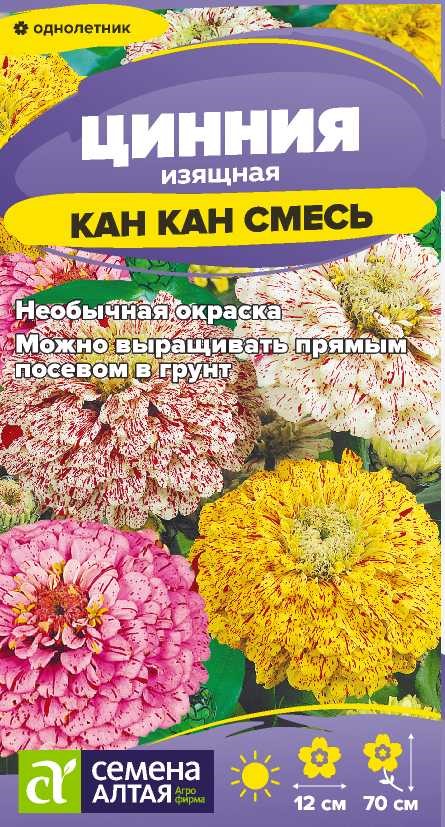 Цинния кан кан изящная