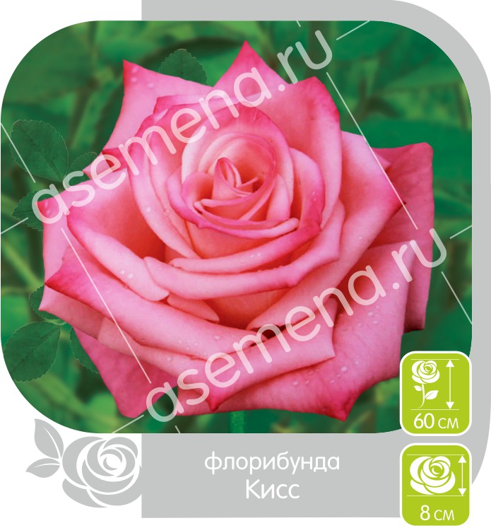 Кисс