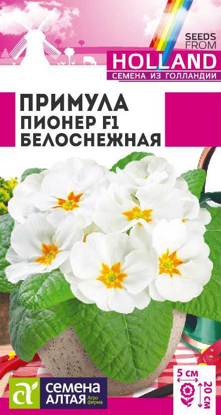 Примула пионер белоснежная