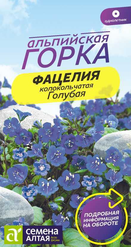 Фацелия цветы