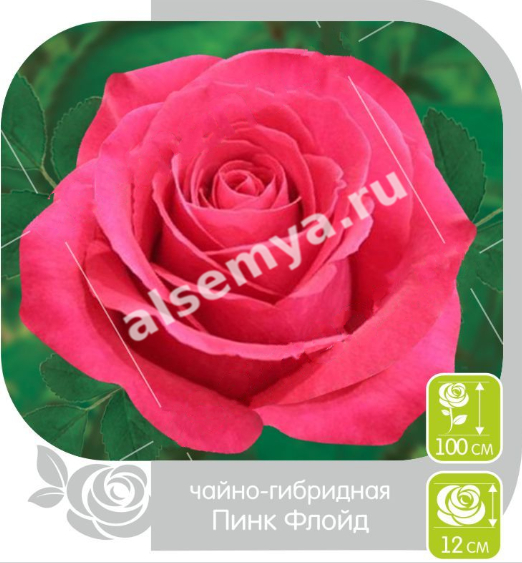 Пинк Флойд