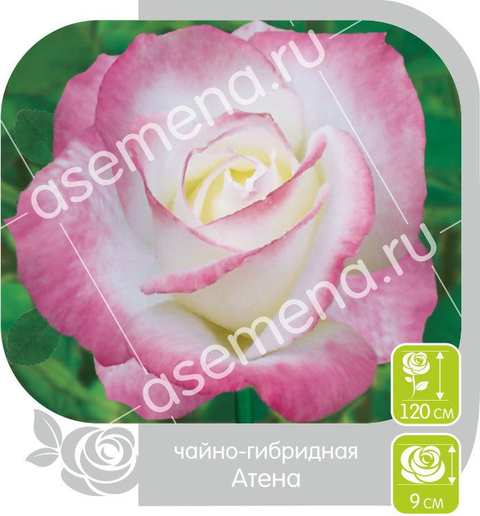Атена