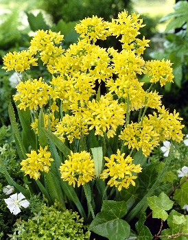 Allium moly