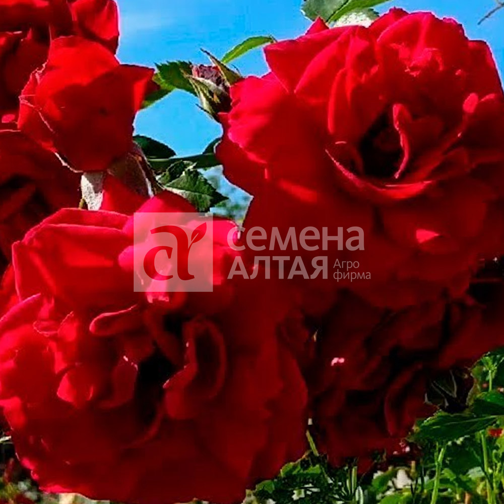 Бельканта