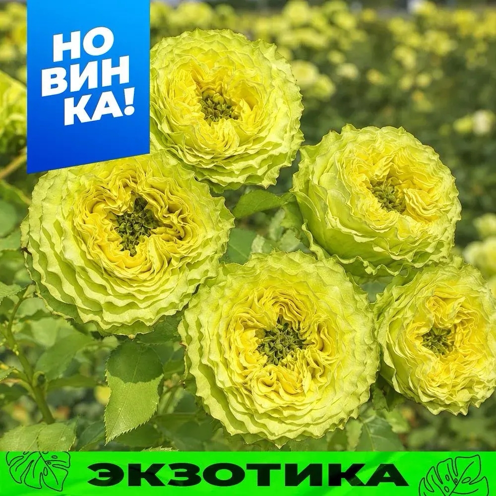 Роза Лемон Зест