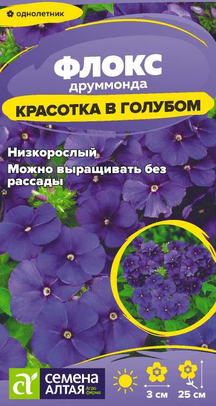 Флокс Красотка в голубом