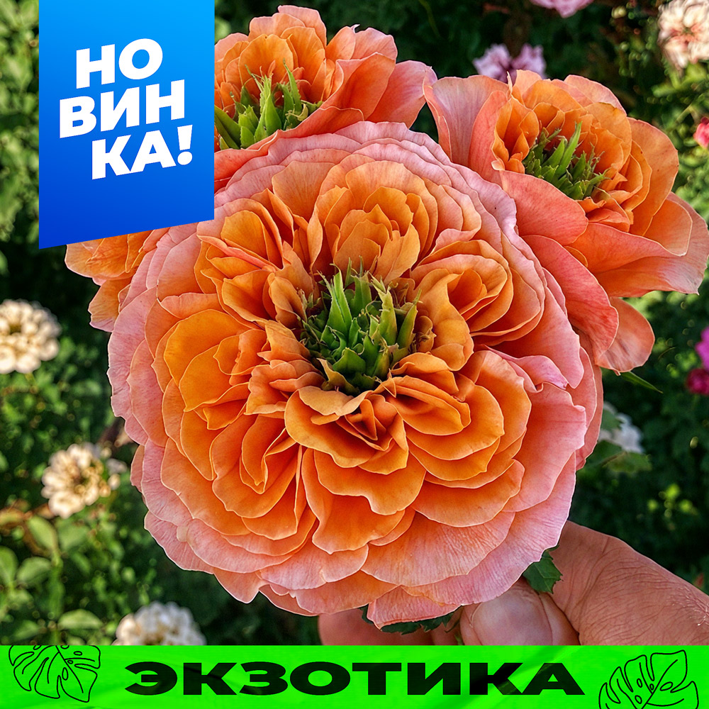 Саут-Парк