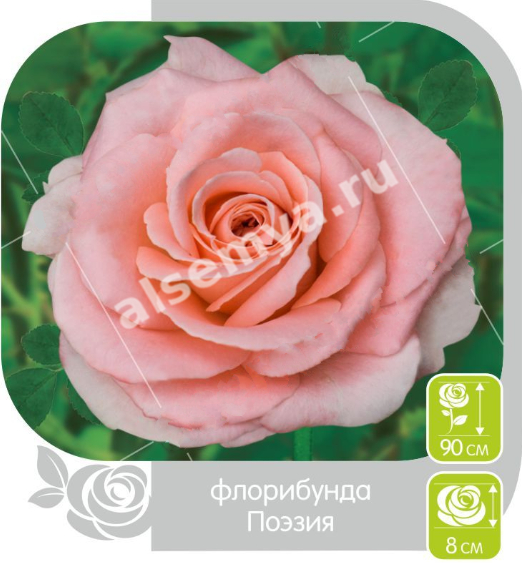 Поэзия
