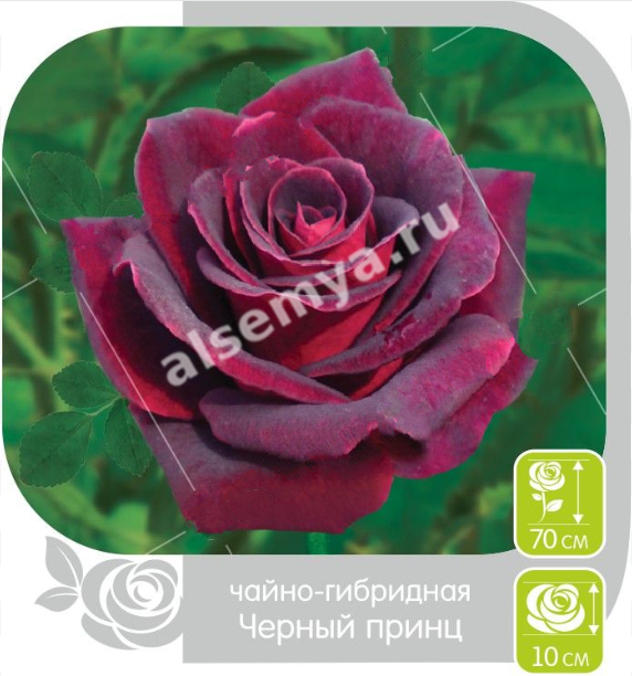 Черный принц
