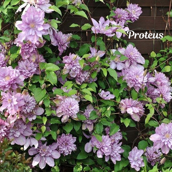 klematis_proteus2