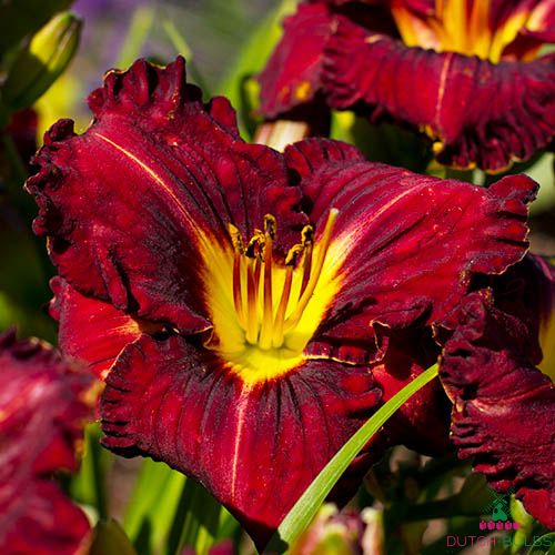 hemerocallis-purplelicious