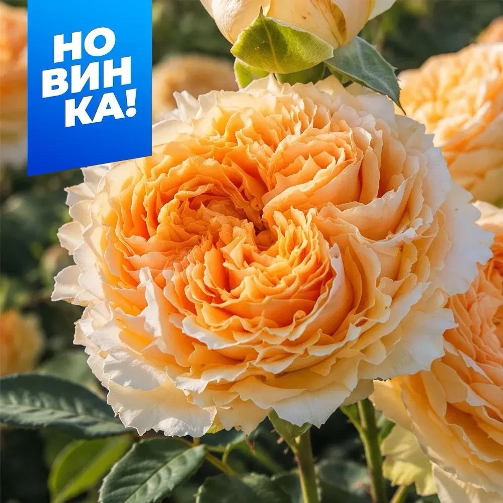Роза Веддинг Экспрешн
