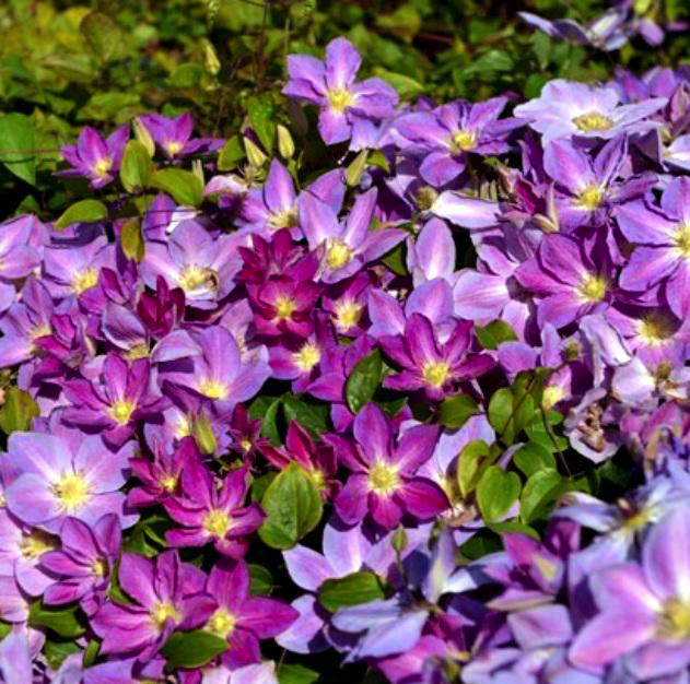 klematis-change-of-hert