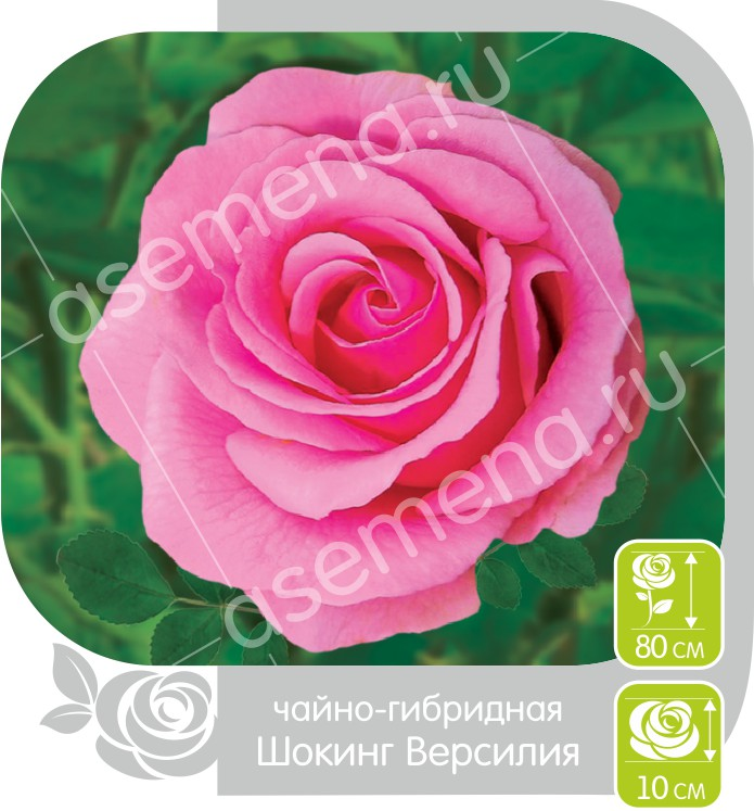Шокинг Версилия