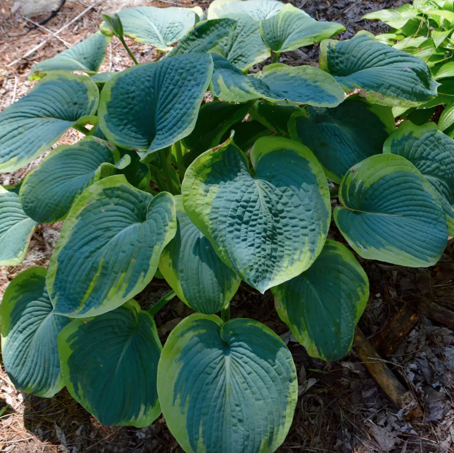 hosta-minki