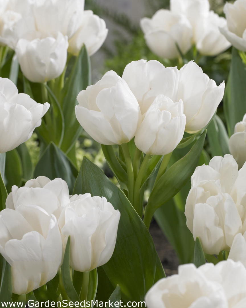 Вайс Берлинер