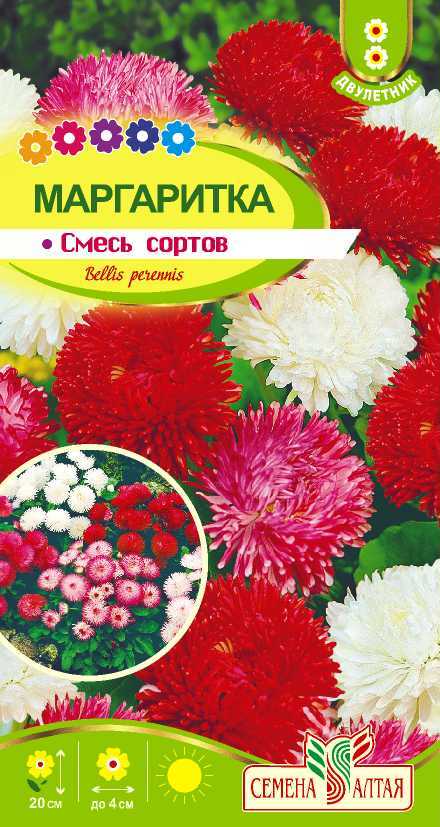 Маргаритка смесь сортов
