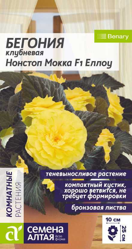 begoniya-nonstop-elloy