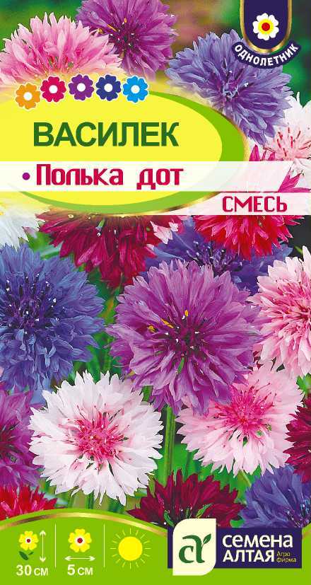 Василек полька дот цп