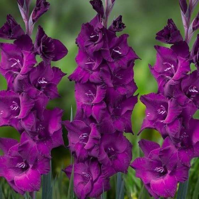 gladiolus_shouberd