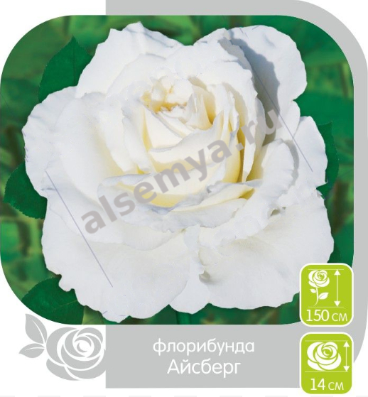 Айсберг