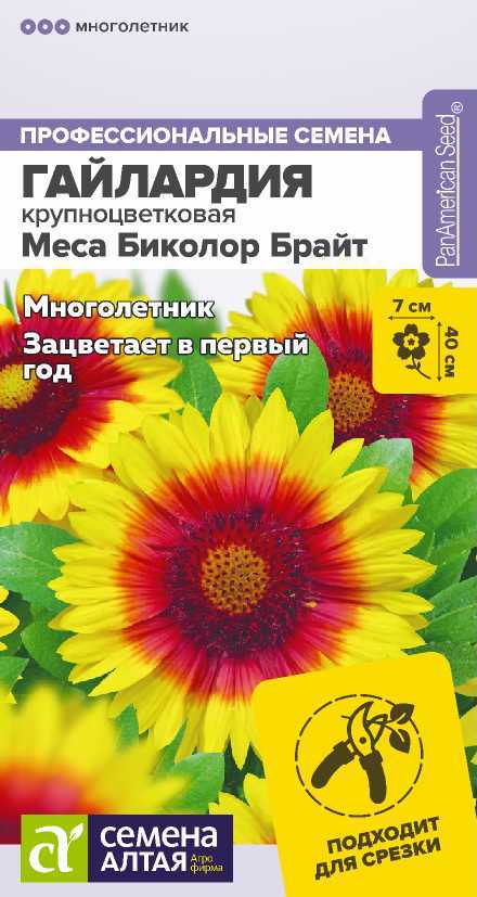 gailardiya-mesa-bicolor