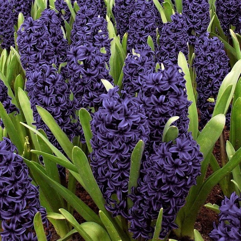 giocint-blue-sapfir