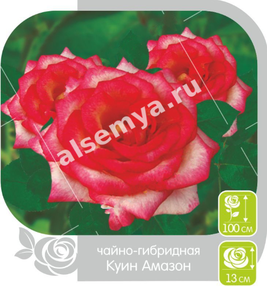 Куин Амазон