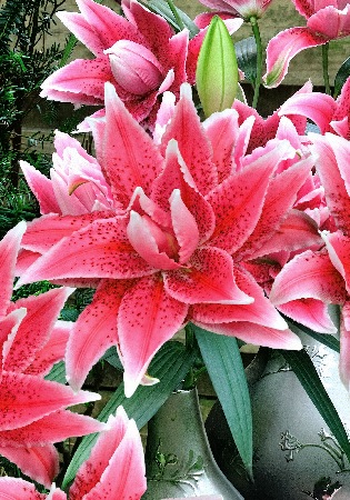 Lilium Roselily Thalita