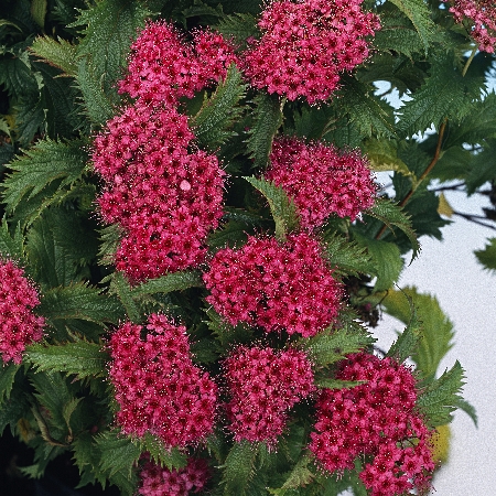 Spiraea japonica Crispa
