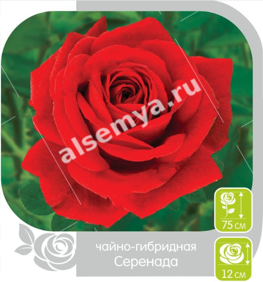 Серенада