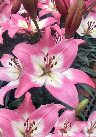 Lilium Pink Glossy