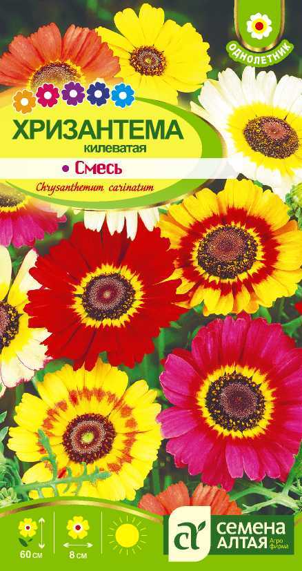 Хризантема килеватая смесь цп