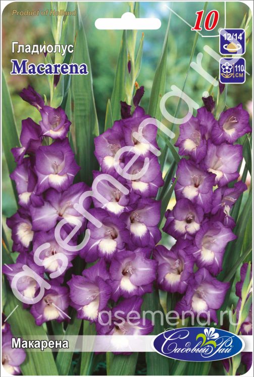 Макарена