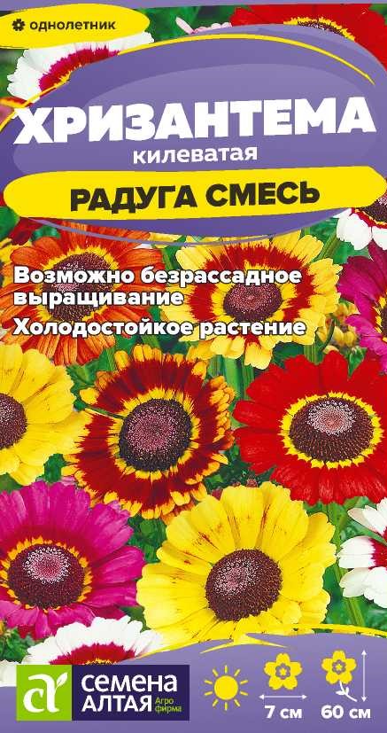 Хризантема радуга
