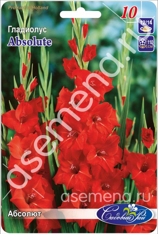 Абсолют
