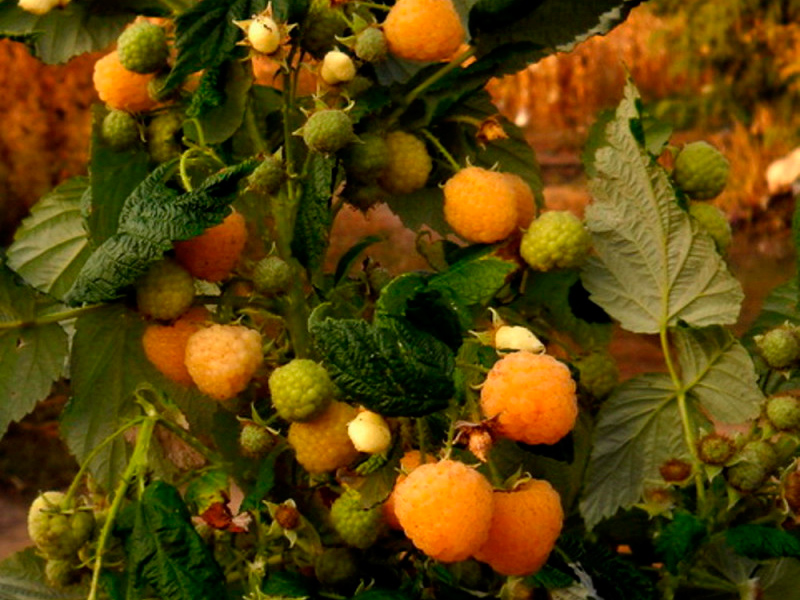 malina-utrennyaya-rosa