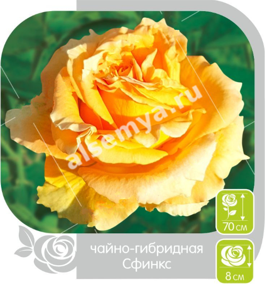 Сфинкс