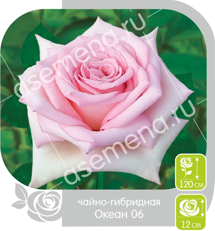 Океан 06