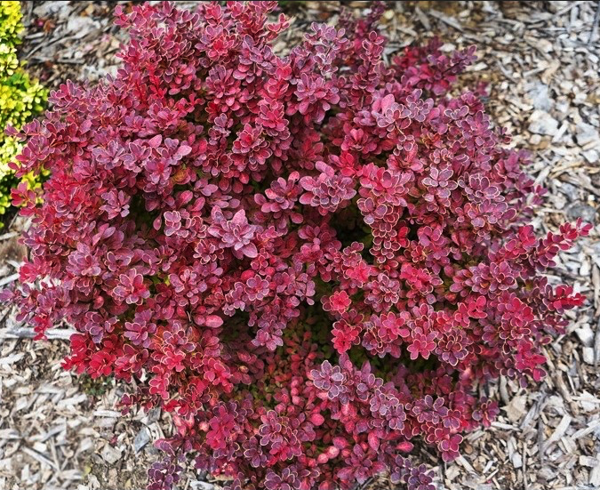 barbaris-rubi-star