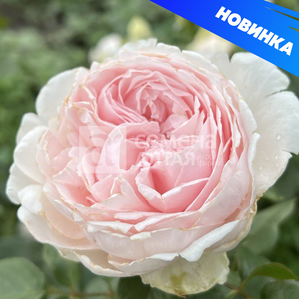 Нияда