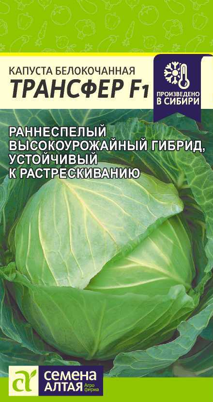 Капуста трансфер