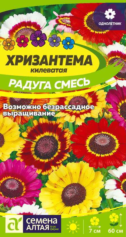 Хризантема Радуга