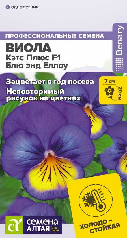 viola-cats-blue-yellow