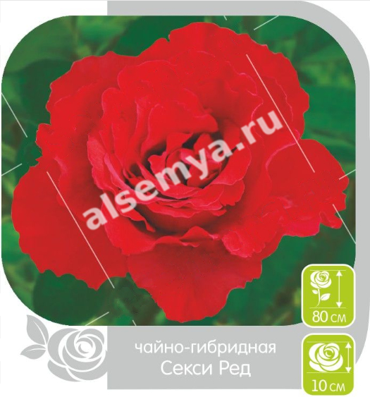Секси ред