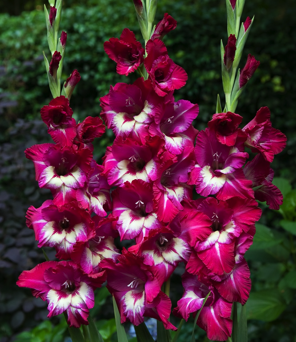 gladiolus_djo_djo