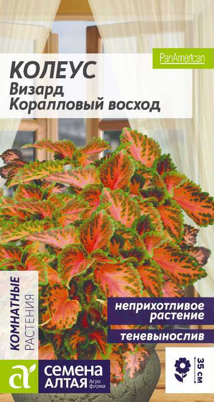 Колеус кораловый