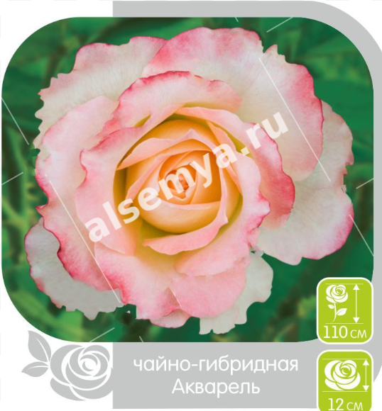 Акварель